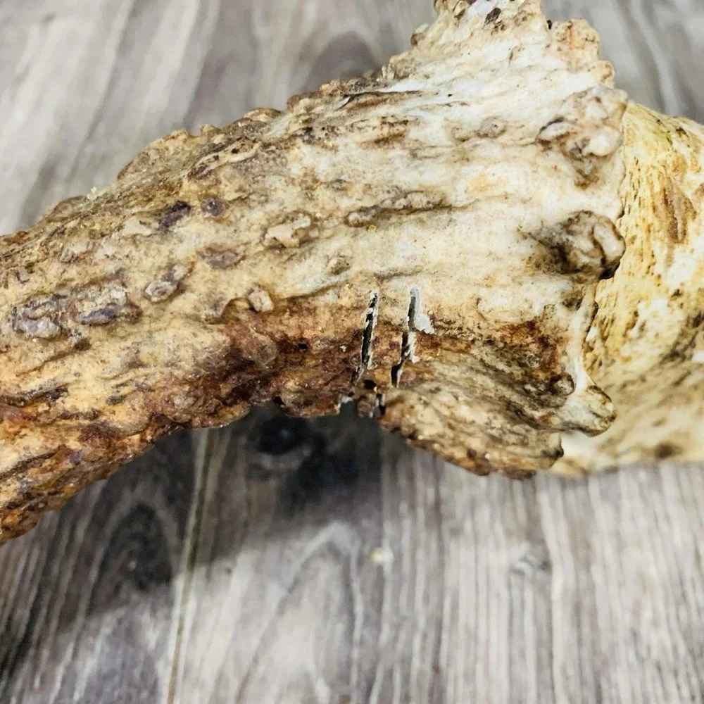 Naturally Shed Wild Moose Antler (Horn, Knife, Carving, Chew, Taxidermy) Full - Picture 8 of 10
